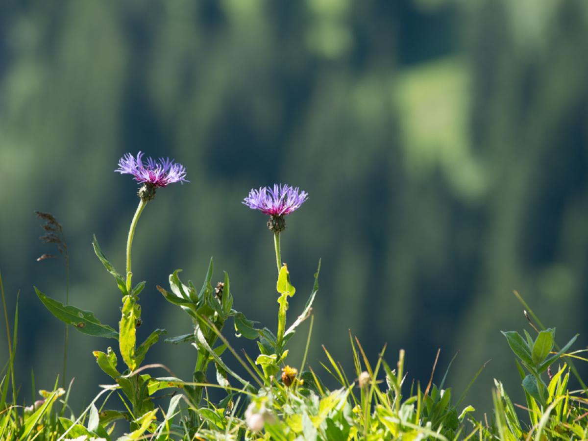 Blumenwiese in Damüls im Bregenzerwald