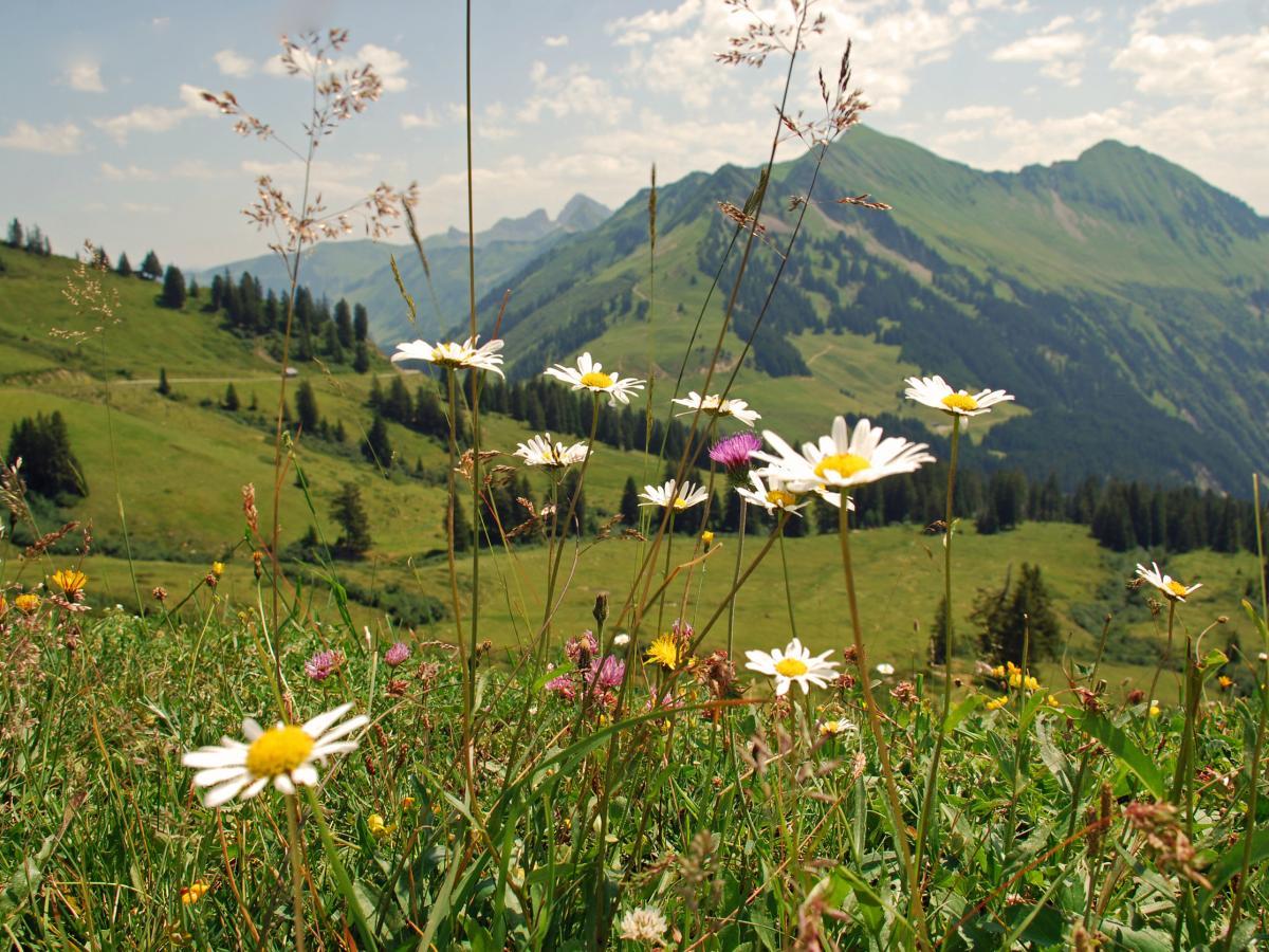 Frühlingsblumen in Damüls im Bregenzerwald