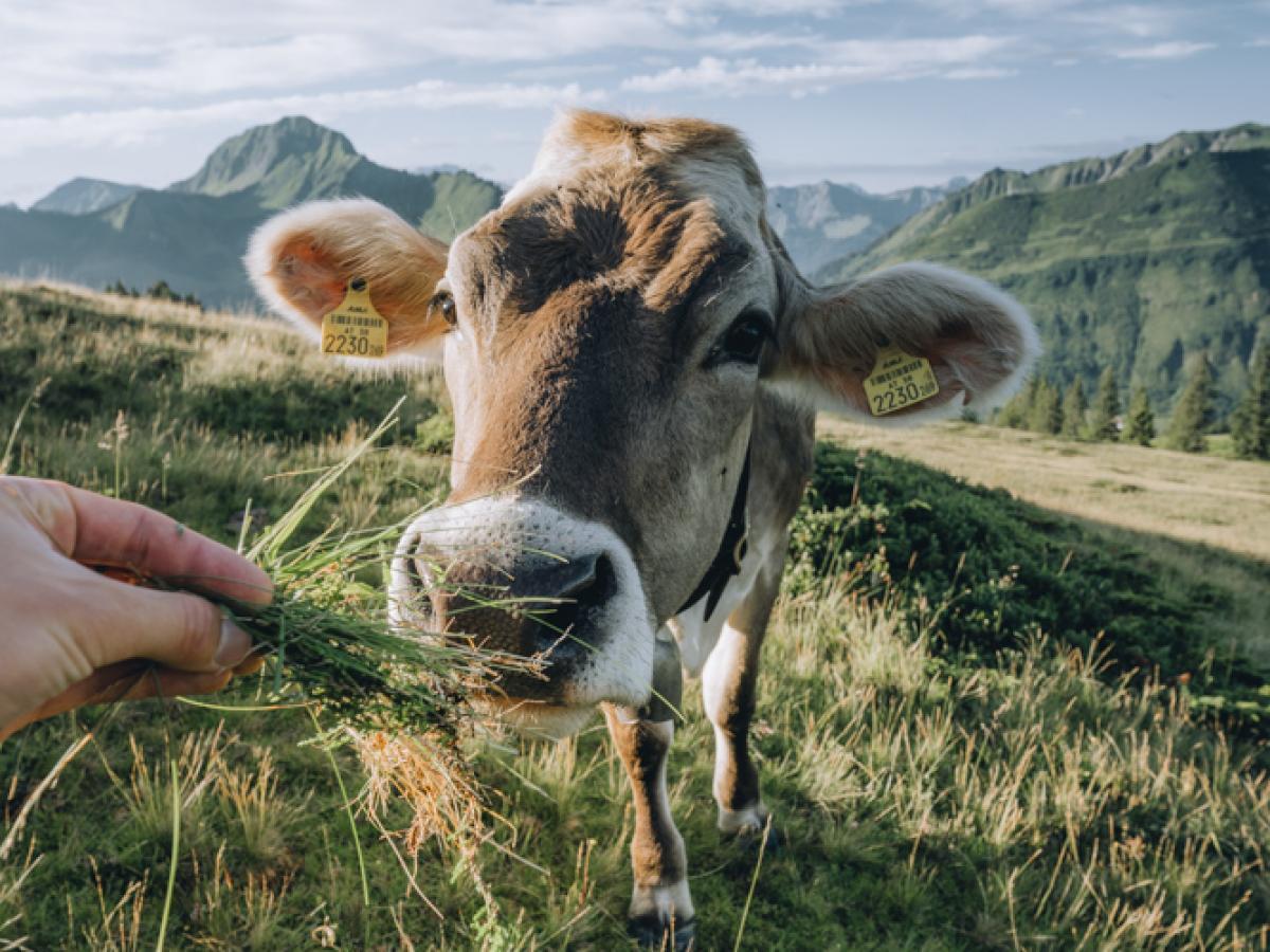 Kuh auf der Alpe Damüls im Bregenzerwald