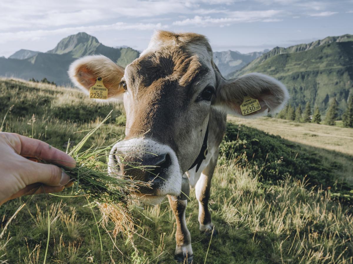 Kuh auf der Alpe in Damüls